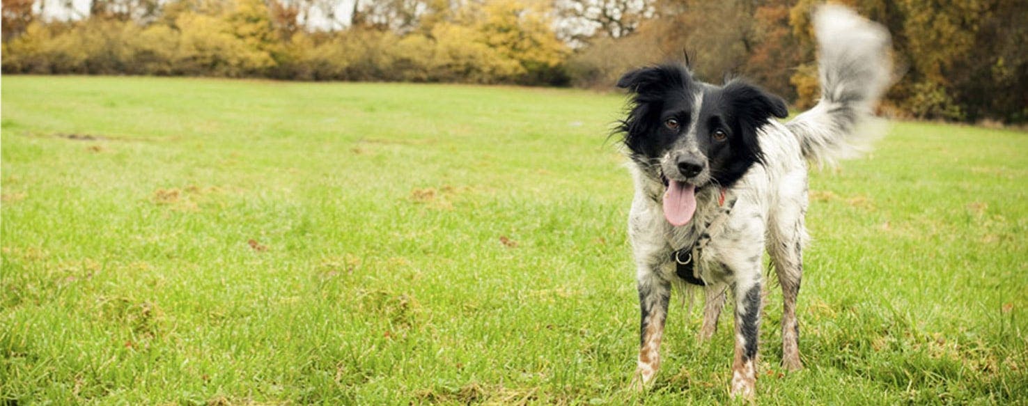 Springer border sales collie mix